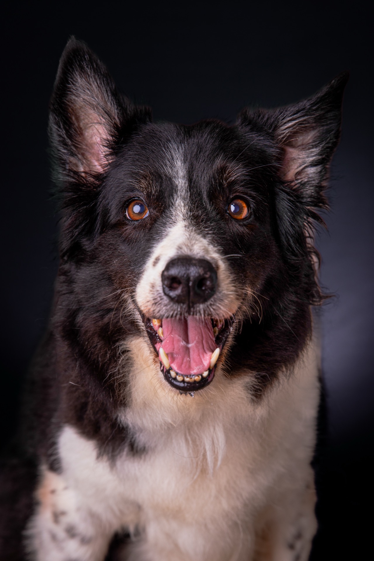 Retrato cinematográfico de cachorro border collie por Gabriel Nabi
